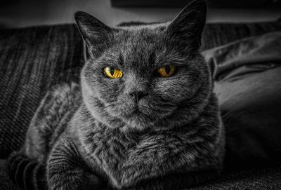 Игри и занимания за котки с наднормено тегло
