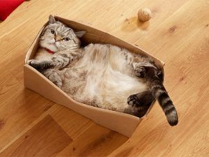 Защо котките напълняват?