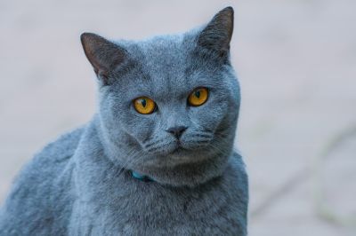 Защо котките напълняват?